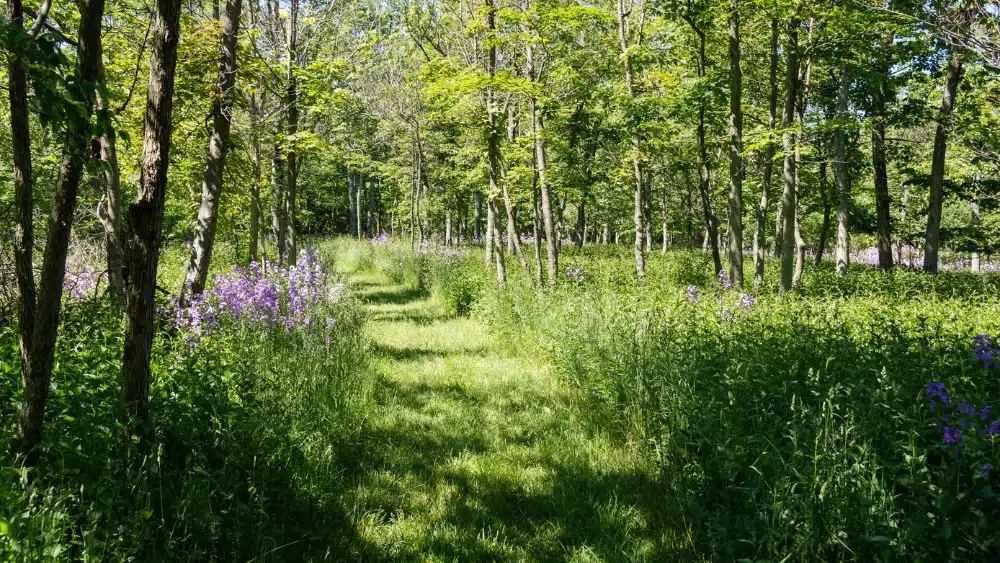 Natural path between tall grass with wildflowers and skinny trees.