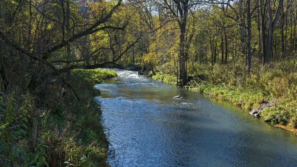 A peaceful-looking river with wilderness on either side.
