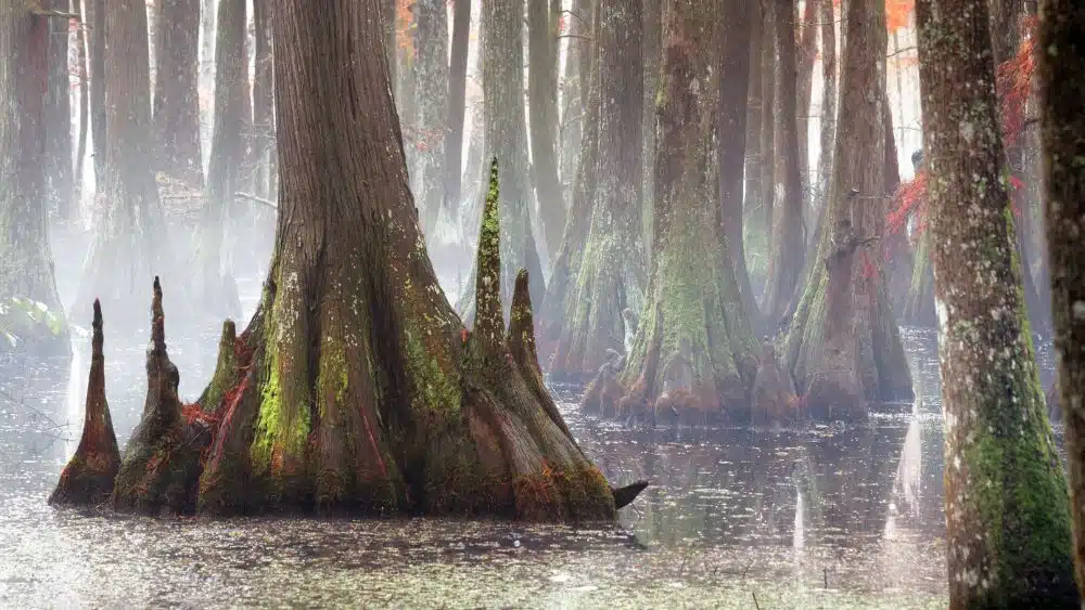 Cypress trees with huge trunks that lead into a swamp.