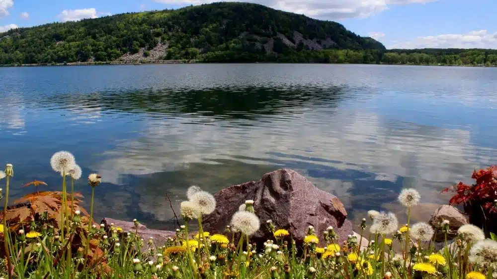 Large lake with wildflowers along the edge and a mountain in the background.