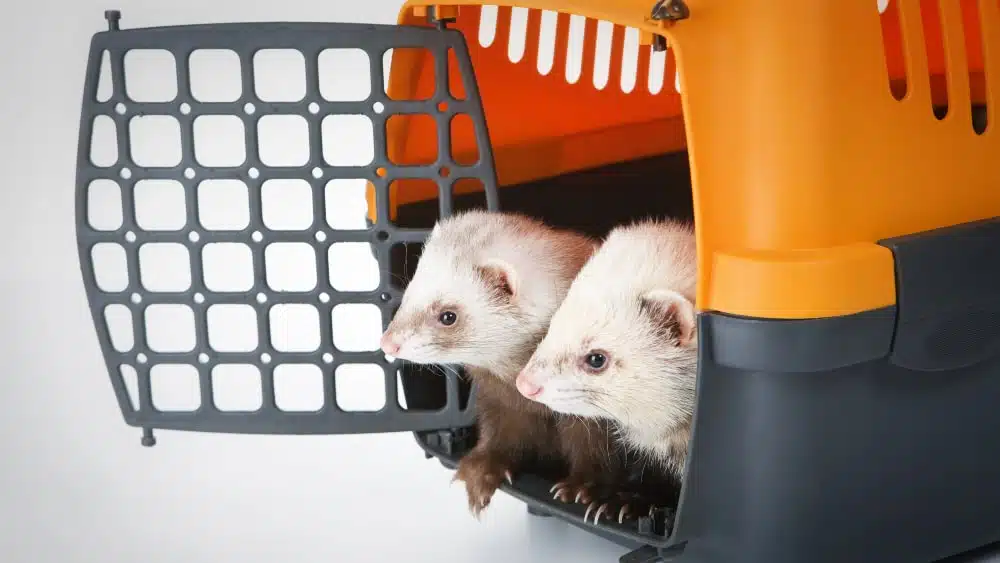 2 light gray ferrets peer out of the open door of an orange and dark gray  plastic travel carrier