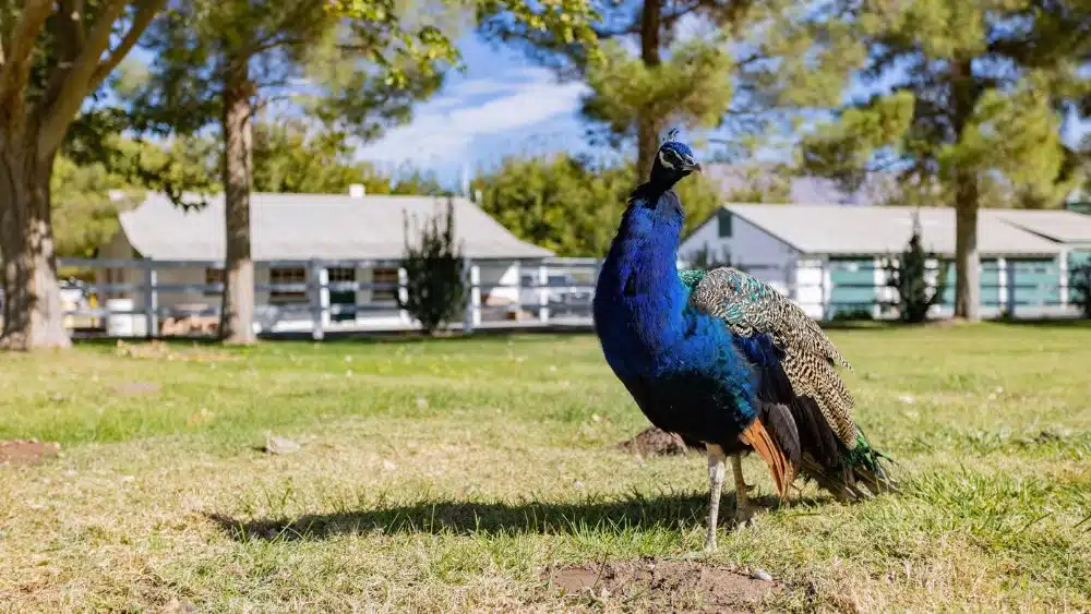A colorful peacock standing in front of white houses.