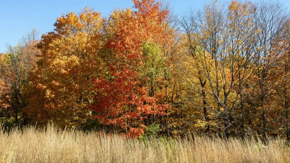 Dry grass in front of a forest with tall red, orange, and gree trees.