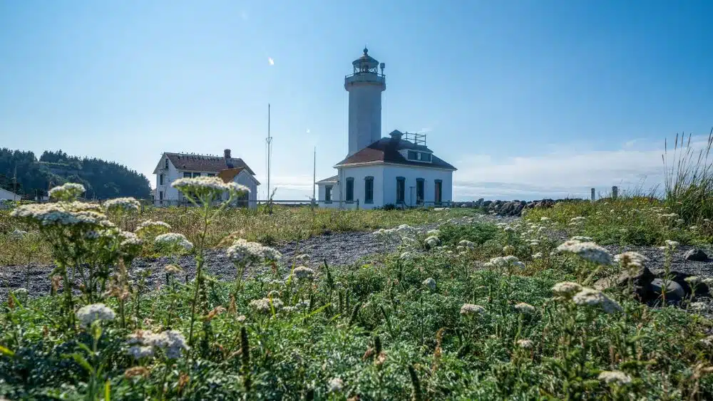 A field with wildflowers leading up up to a lighthouse.