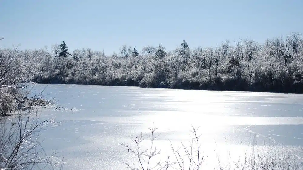 Lake frozen solid and lined with trees covered in ice.