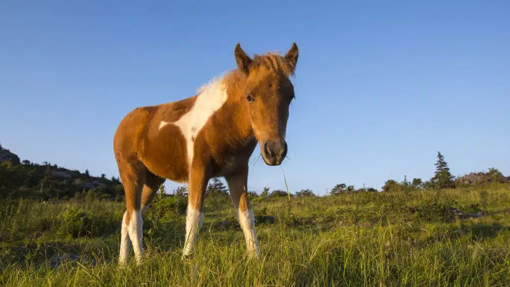 A brown and white wild pony standing in a grassy field, looking at the camera.