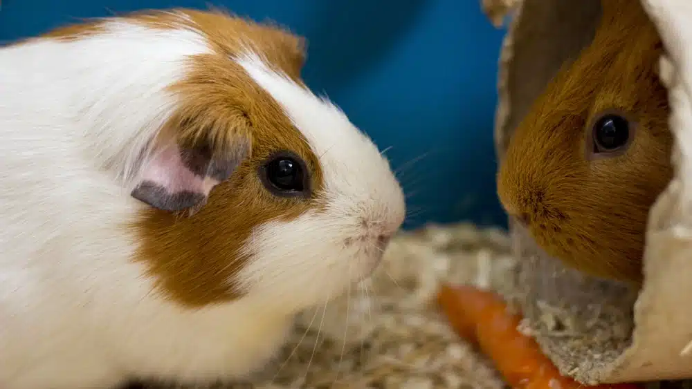 A white/tan guinea pig and a tan guinea pig in a cardboard tube look at each other