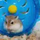 Two hamster, one tan/white and the other white, sit in their blue cage