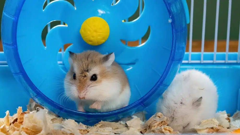 A brown and white hamster and a white hamster in their cage 