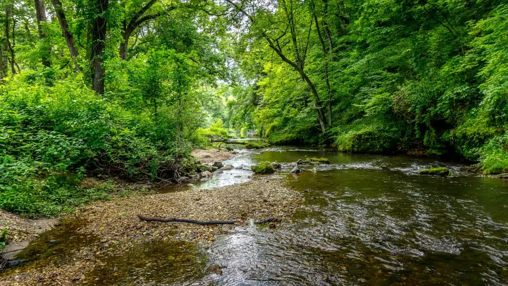 View of creek with tall, green trees on either side in Backbone State Park in Iowa