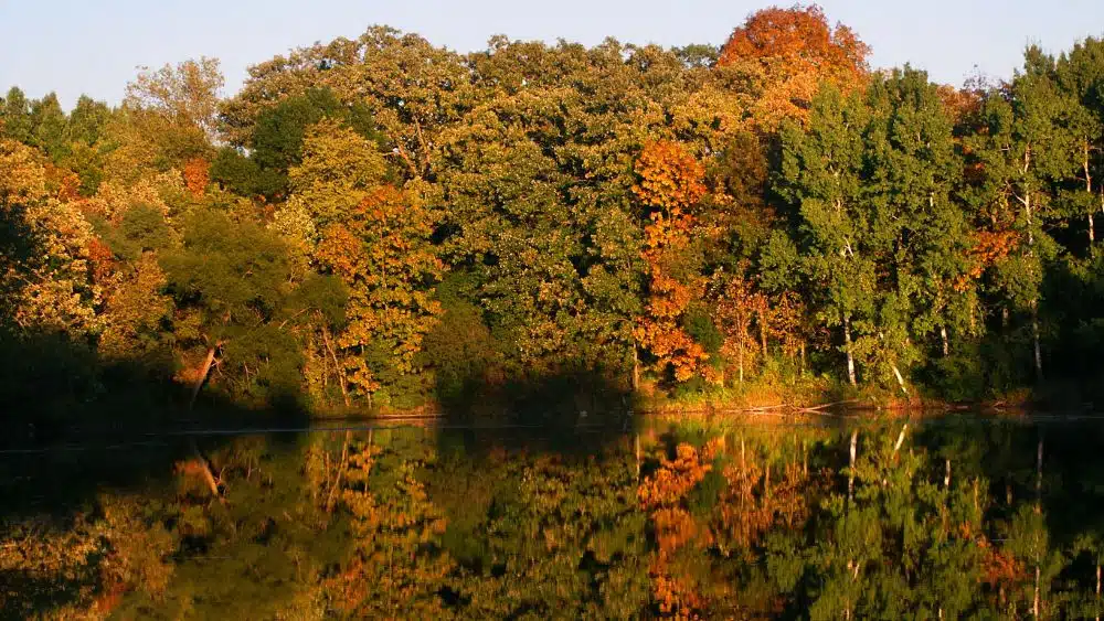 Austumn trees reflected on a peaceful lake.