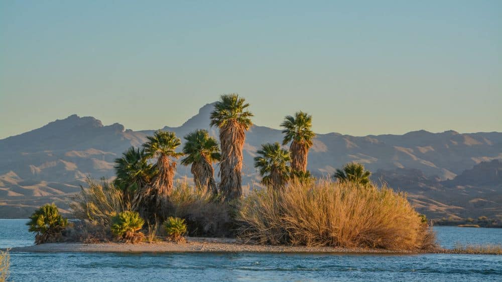 A small island in a lake with large palm trees and dry grass.