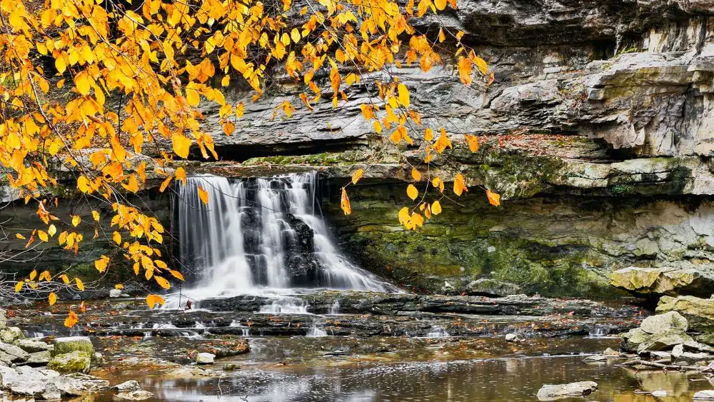 Yellow leaves hanging from a tree in front of a tiered waterfall.