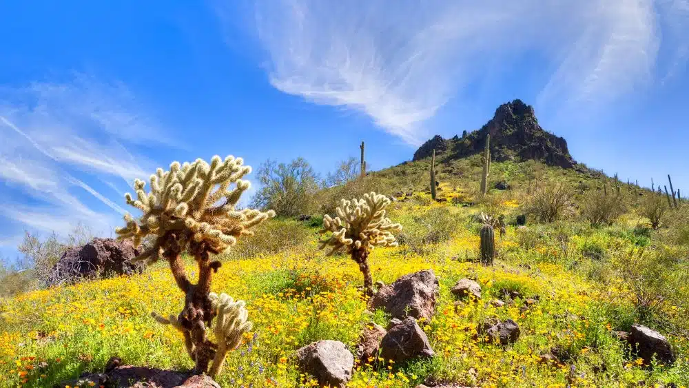A grassy hill with different cacti. At the top of the hill is a dark mountain.