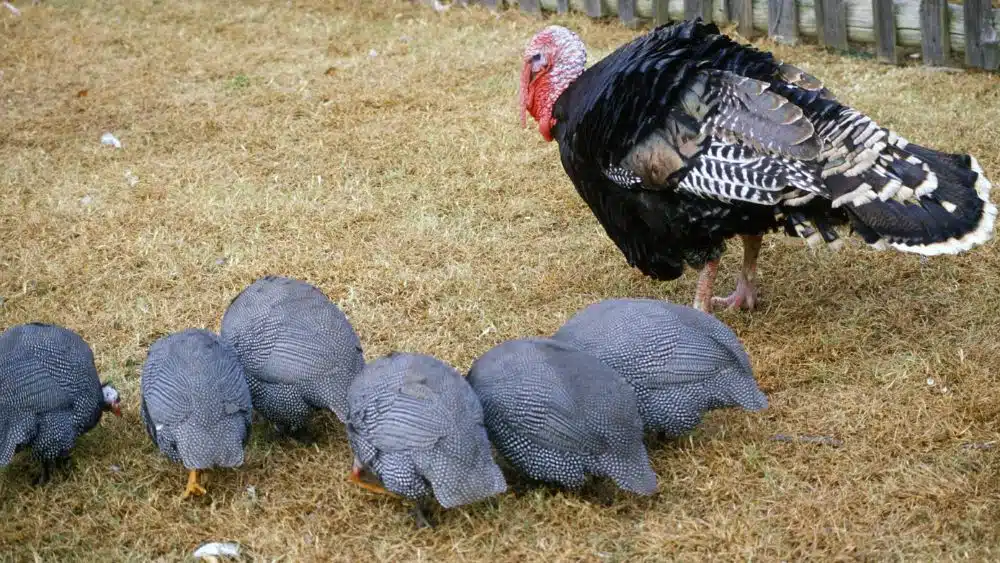 A wild turkey standing next to six turkey hens.