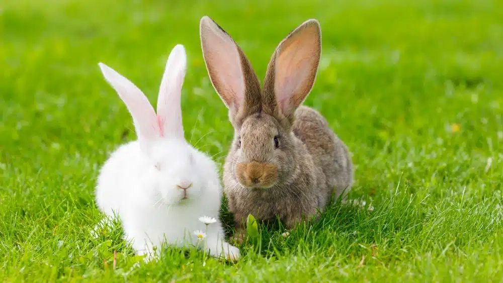 A white rabbit, on the left, and a brown rabbit sit in green grass.