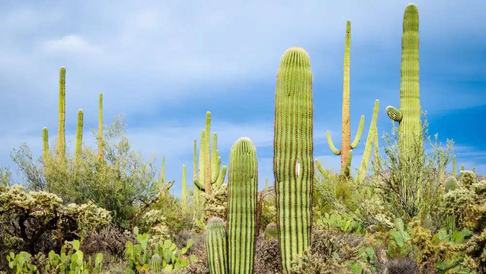 Tall, round, green cactuses with branching arms.