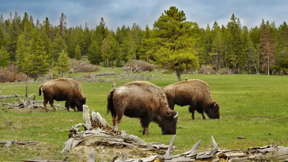 Three bison grazing in a grassy field.
