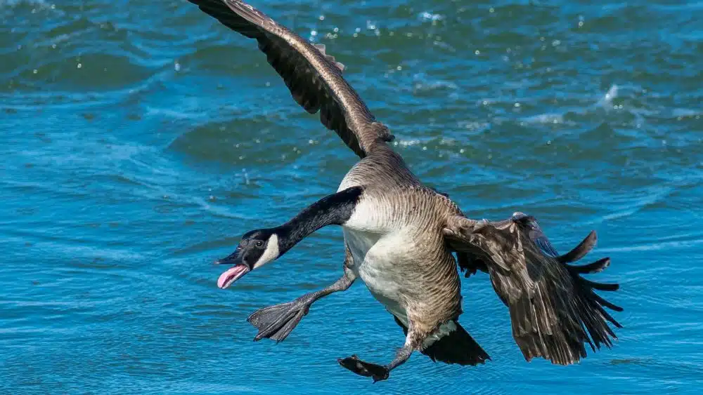 A goose landing in clear water.