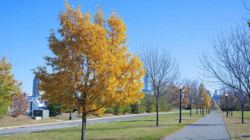 Trees lining a sidewalk in a city park, some with yellow leaves.