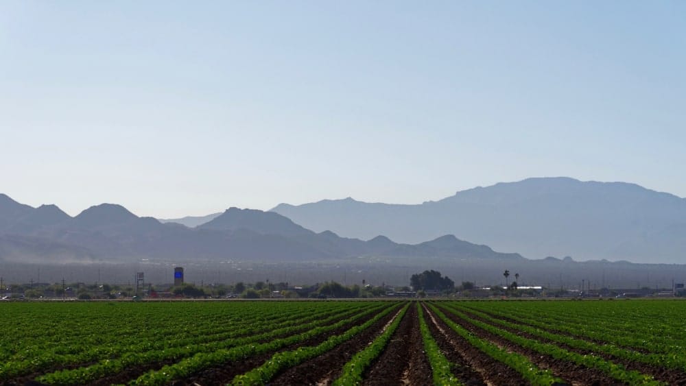 View of farmland near Marana, Arizona, with Santa Catalina Mountains in background
