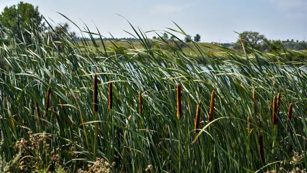 Reeds and cattails growing on the edge of a lake.