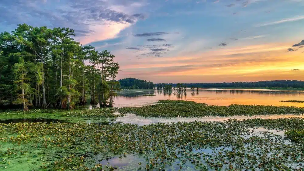A lake with algae and green plants in it. Tall cypress trees are on the left side, and the sunset is yellow and blue.