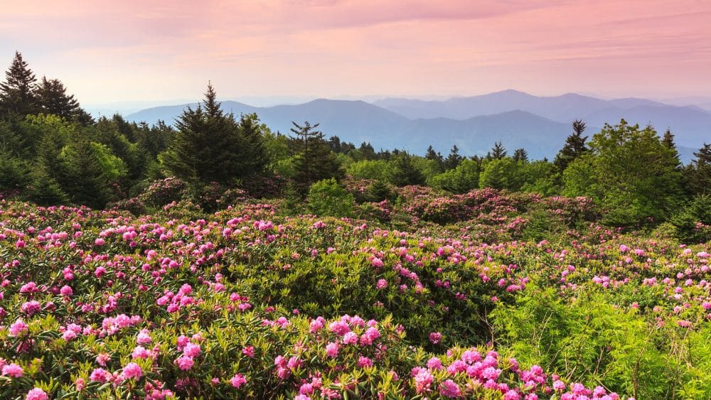 A field full of bright pink flowers with trees and mountains in the background beneath a blue and pink sky.