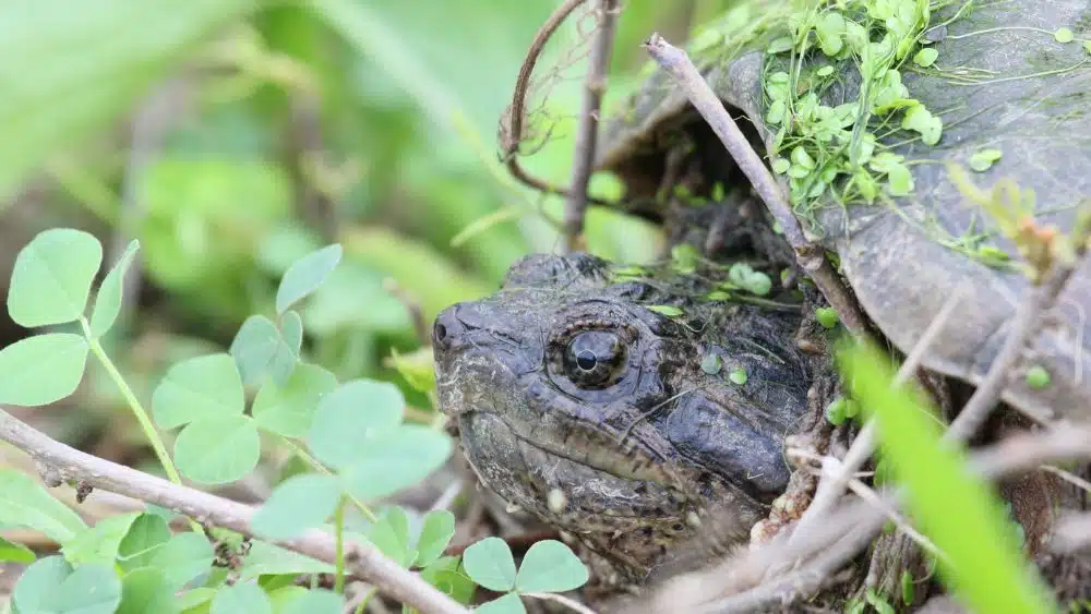 A snapping turtle peeking out of its shell.
