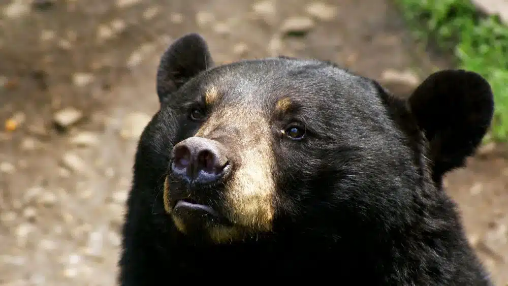 Close-up of a black bear with round ears and a lighter brown snout.