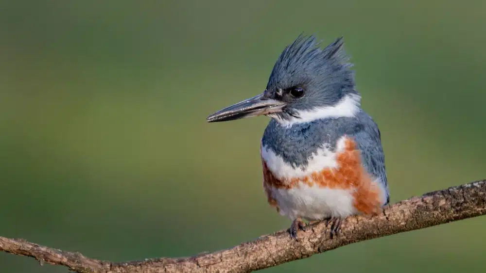 A squat bird with spiky blue feathers on its head and orange and white striations on its its chest. It's beak is disproportionately long compared to its body.