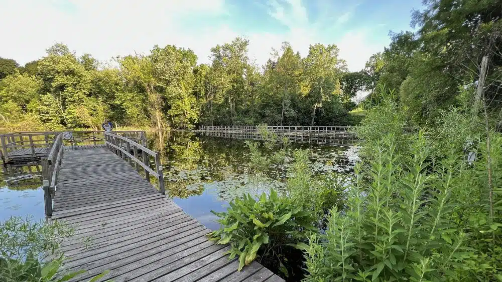 Wooden bridge leading to a pier over a pond surrounded by trees.