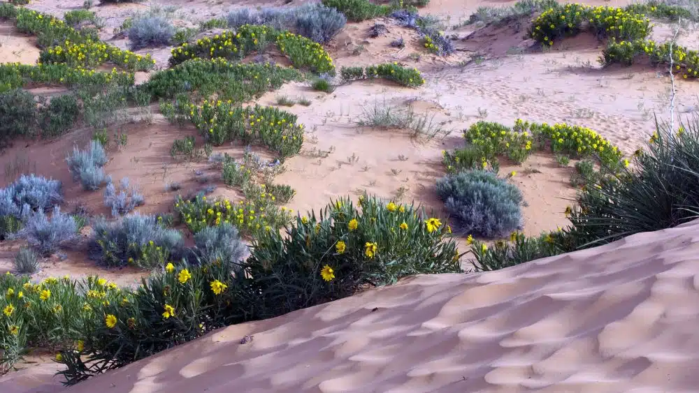 Pink sand dune with yellow wildflowers.