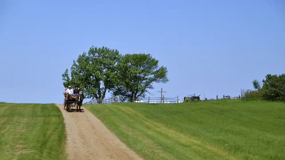People driving a horse-drawn wagon through a field on a gravel path.