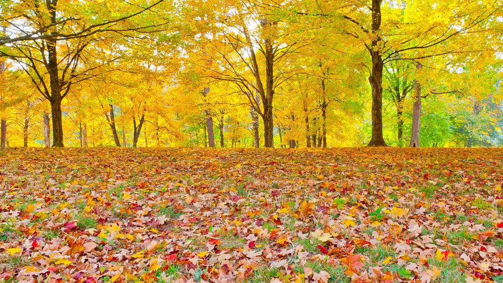 Red and yellow fallen leaves under yellow trees.