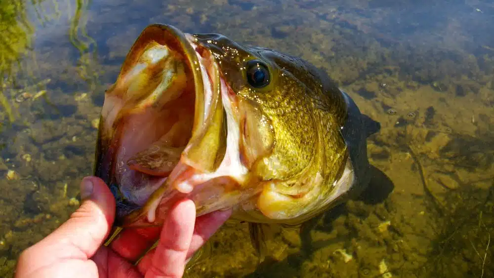Yellowish green fish with it's mouth wide open, being held by someone.