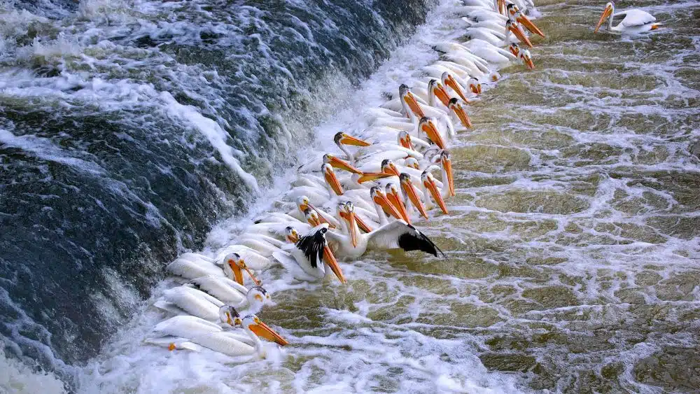 A line of pelicans feeding at a waterfall.