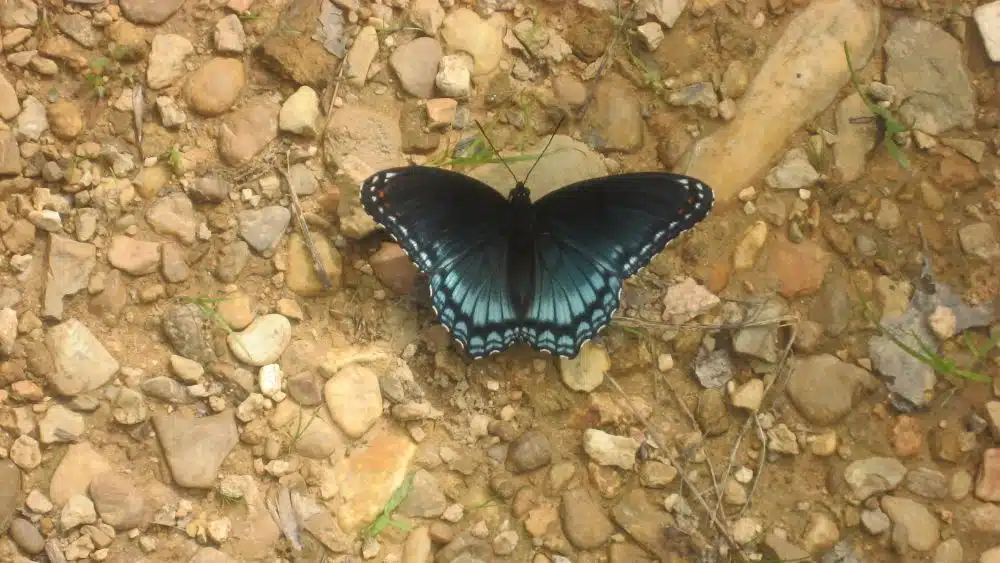 A black and blue butterfly with white markings along the edge of its wings.