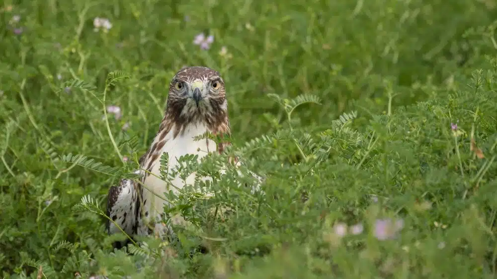 A brown and white hawk standing in a grassy field, staring at the camera.