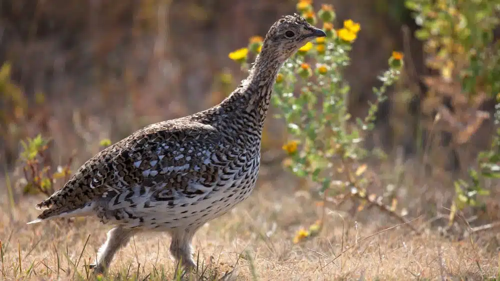 A brown and white feathered grouse, strutting through the grass.
