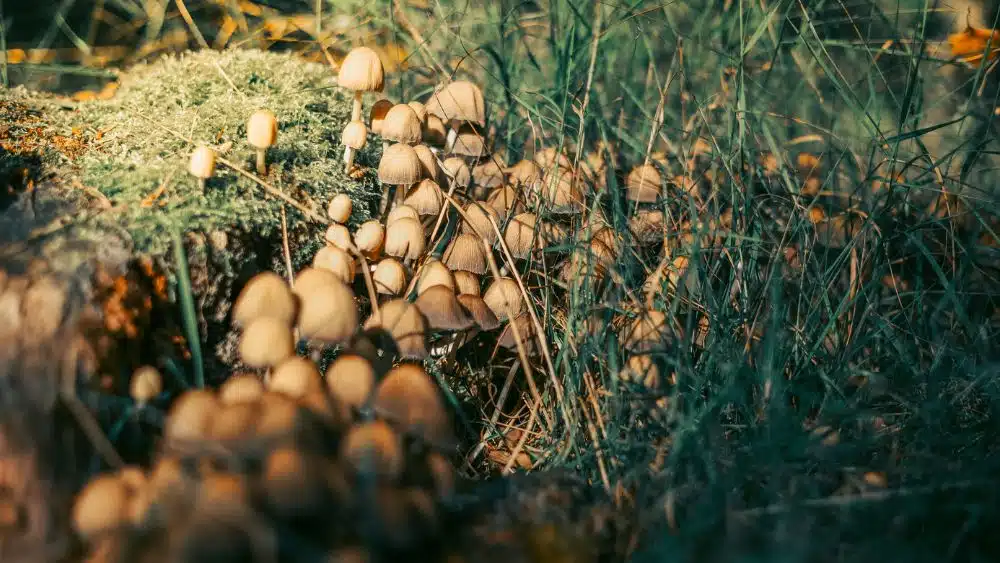 Mushrooms growing in grass.