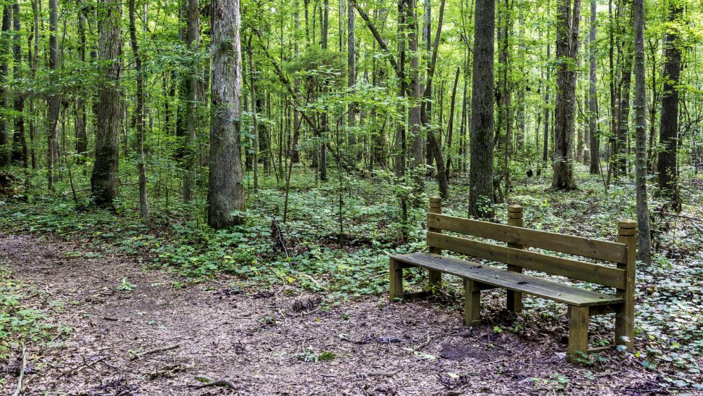 A wooden bench in a forest on a dirt path.