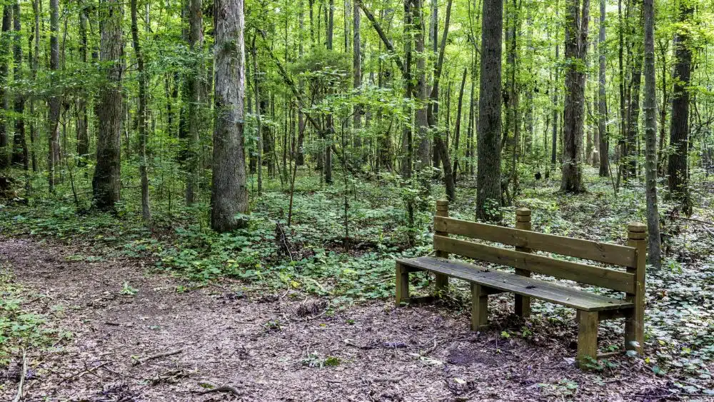 A wooden bench in a forest on a dirt path.