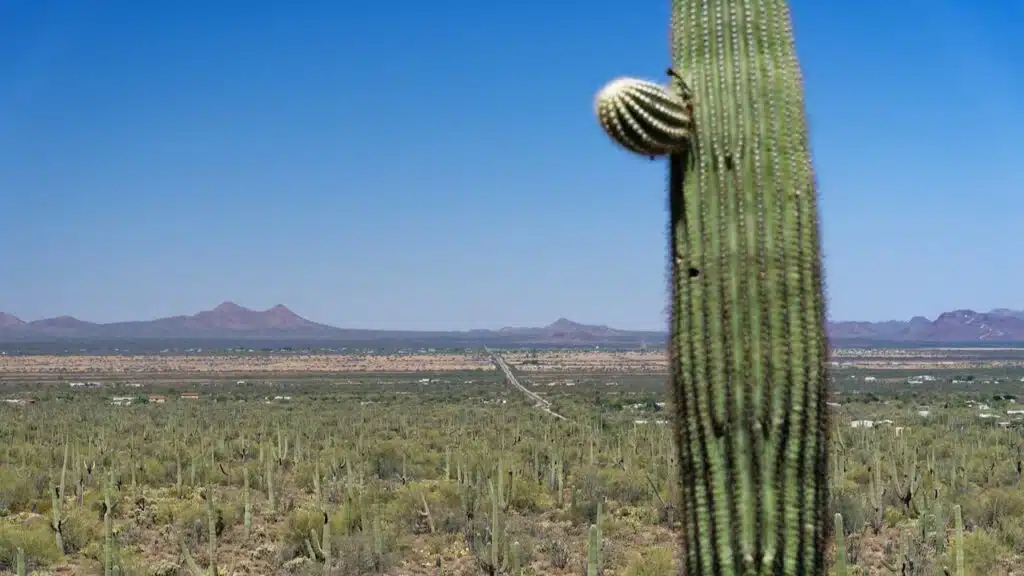 Saguaro cactus in foreground with more cactuses in midrange and a highway and mountains in the background