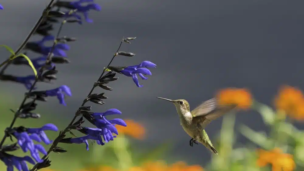 A green and white hummingbird flying toward a plant with bright blue flowers.