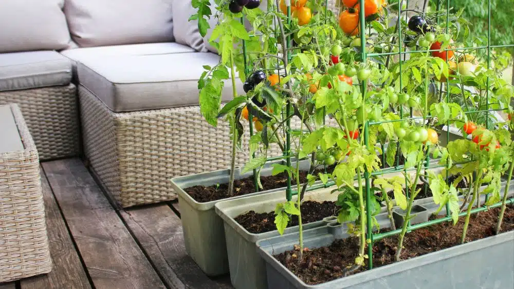 Three containers with tomatoes growing on trellises.