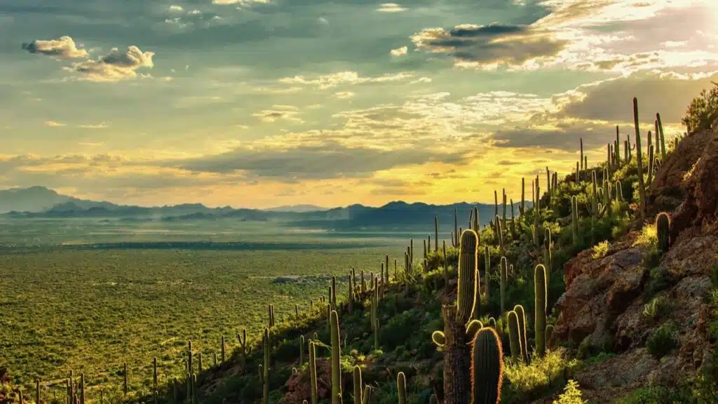 View of Sonoran Desert with saguaro cactuses on the right in Tucson Mountain Park