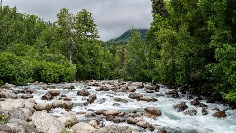 Fast-flowing river in a forest on an overcast day.