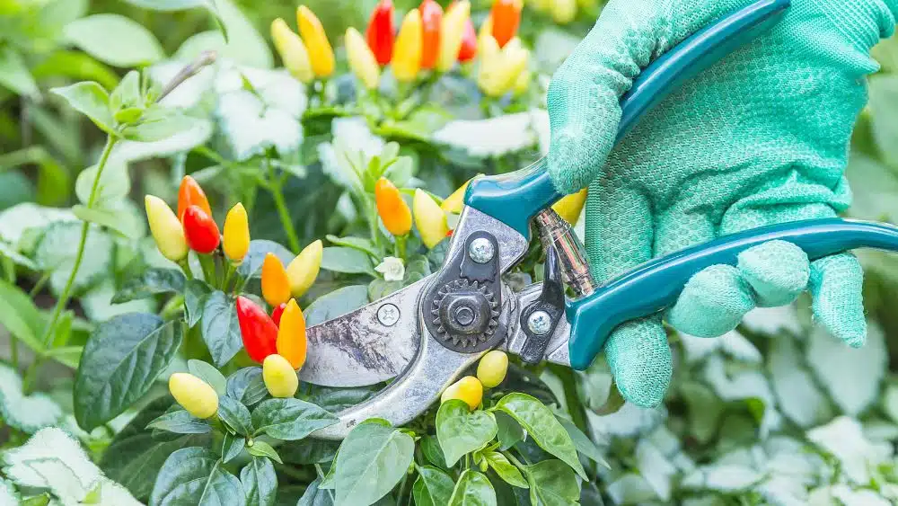 Close up of shears pruning small peppers.