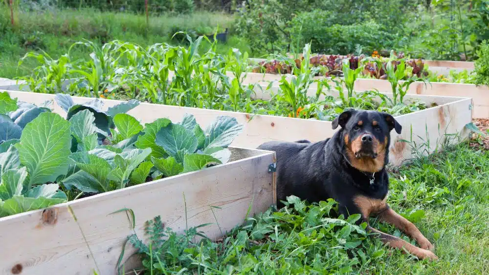 Three raisedgarden beds with green, leafy plants. A rottweiler sits between two of the beds, looking at the camera.